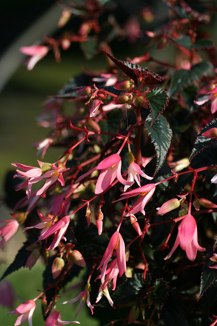 B. ‘Chocolate Pink’